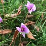 Cyclamen hederifoliumKukka