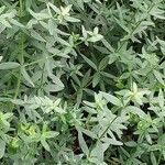 Galium boreale Leaf