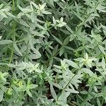 Galium boreale Blad