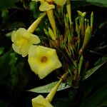 Odontadenia verrucosa Flower