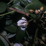 Dicorynia guianensis Flor