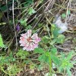 Trifolium hybridum পাতা