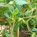 Portulaca oleracea 葉
