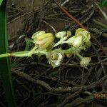 Polystachya odorata Flower