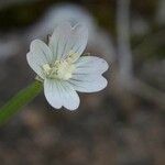 Epilobium lanceolatum Квітка