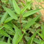 Corchorus orinocensis Yaprak