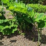 Polygonatum latifolium 形態