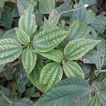 Pilea angulata Leaf