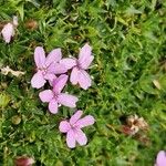 Silene acaulisBlüte