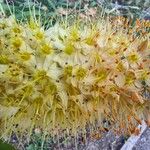 Eremurus robustus Flower