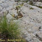 Festuca laevigata Habitat