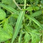 Pterocypsela indica Leaf