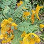 Senna auriculata موطن