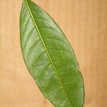 Amanoa guianensis Leht