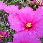 Cosmos bipinnatusFlor