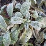 Stachys byzantina Leaf