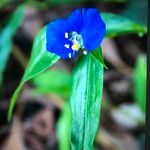 Commelina ensifolia 花