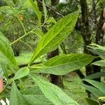 Neurolaena lobata Leaf