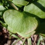 Claytonia perfoliata برگ