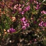 Erica umbellata 花