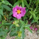 Cistus × purpureus Çiçek