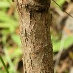 Psiadia anchusifolia Bark