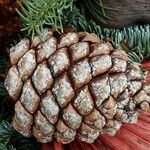 Pinus pinea Frucht