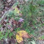 Liatris squarrulosa Flower