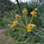 Euphorbia gossypina Floare