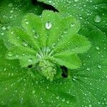 Alchemilla acutiloba Лист