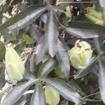 Passiflora caerulea Ліст