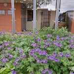 Geranium ibericum Habitatea