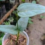 Anthurium scandens Hoja