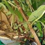 Mentha longifolia Corteccia