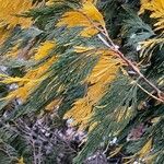 Calocedrus decurrens Leht