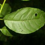 Cestrum racemosum Leaf