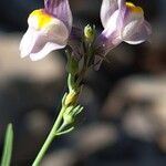 Linaria repensFlower