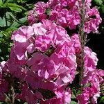 Phlox maculata Flower