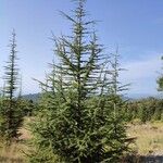 Cedrus libaniموطن