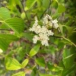 Viburnum recognitum Flower