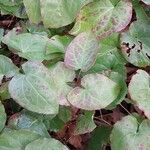 Epimedium perralderianum Blad