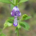 Trichostema dichotomum Flor