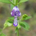 Trichostema dichotomum Kvet