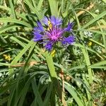 Cyanus lugdunensis Flower