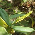 Bulbophyllum scaberulum Blomst