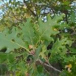 Quercus cerris Leaf