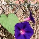 Ipomoea purpurea 花