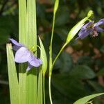 Alophia silvestris Λουλούδι