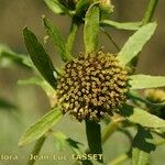 Bidens radiata Flor