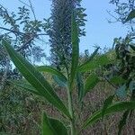 Lobelia giberroa Leaf